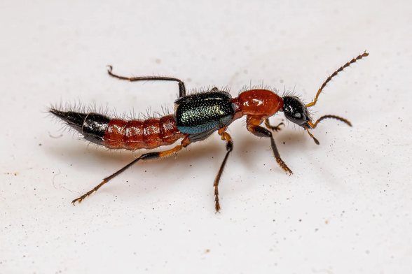 Whiplash rove beetles (Paederus)