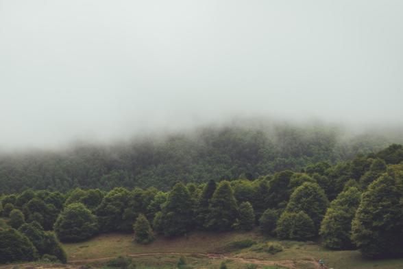 Fotografía en la que en la mitad inferior se ven árboles verdes y en la mitad superior bruma blanca.