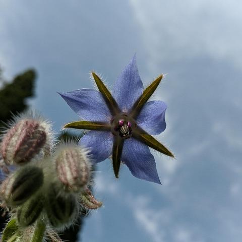 A flower with 5 pointed blue petals overlaid by 5 hairy black points and a black center showing some lighter stripes with two red dots no shadowed looking like eyes. The photo was taken from below the plant looking up towards the sky which is overcast but still blue. There are unopened flowers below and to the left of the flower.