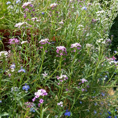 A closeup photo of alyssum and lobelia growing in planters. There are white, pink, lavender, blue, purple flowers. Many flowers have gone to seed.