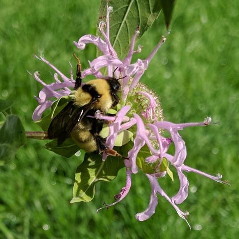 A large bumblebee on a bee balm that has a few pink petals left on it. The bee is yellow and black and furry with dark black translucent wings and a black stripe across it's thorax from wing to wing.