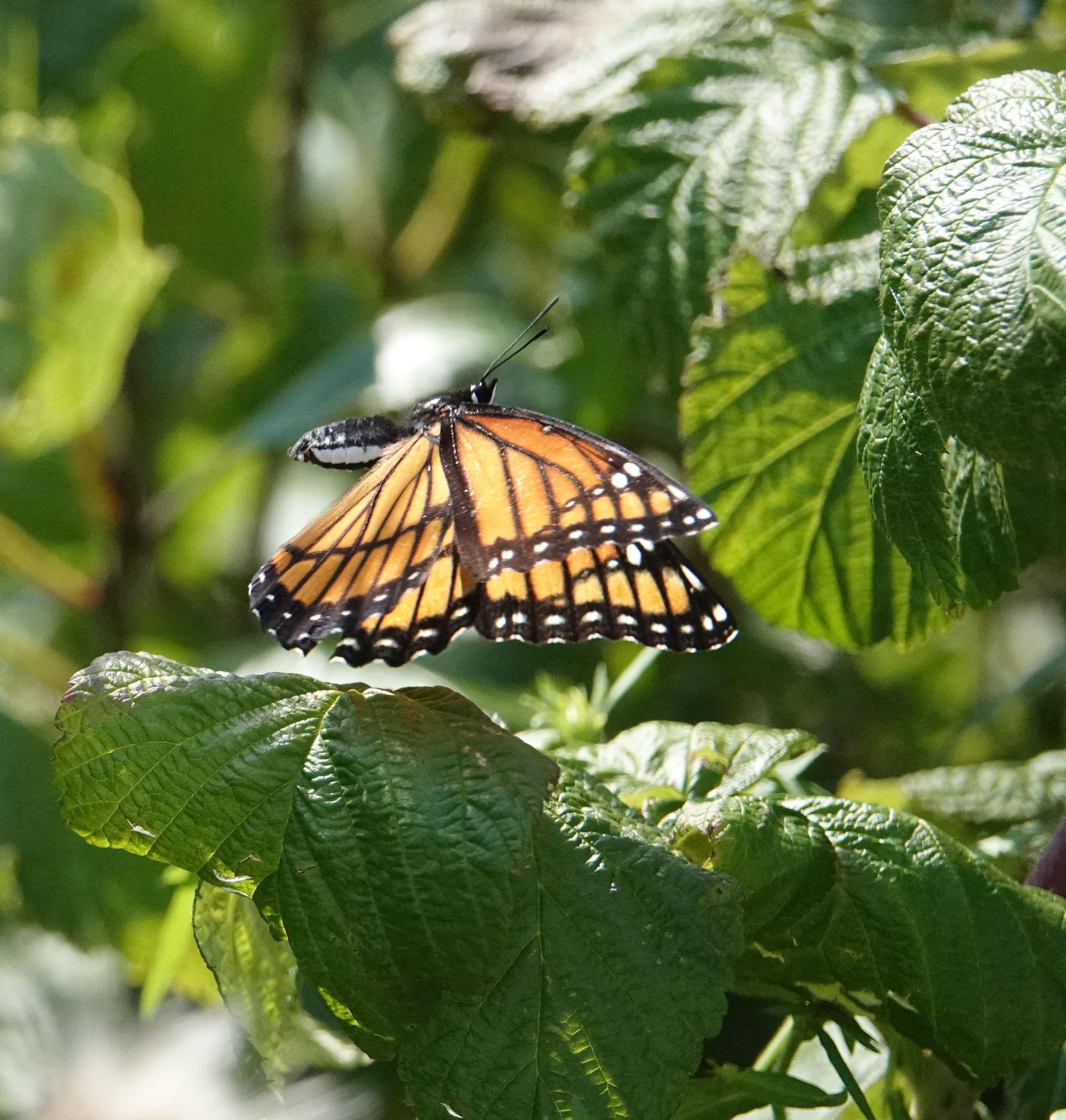 A%20monarch%20butterfly%20mid-flight%2C%20with%20both%20wings%20pointing%20down%2C%20flying%20through%20sunlit-illuminated%20green%20leaves.