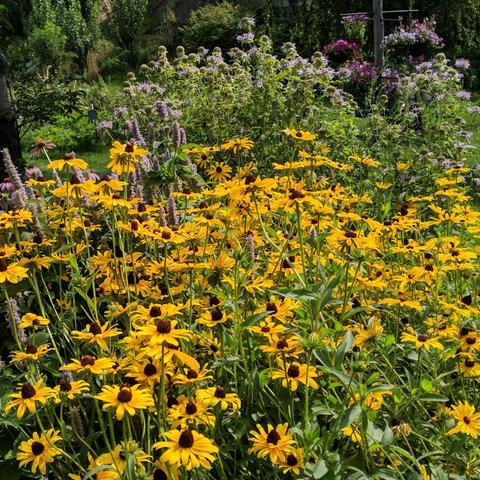 A photo nearly full of various flowers. In the foreground is a mass of rudbeckia hirta that are yellow mixed with some anise hyssop that is light purple-ish towards the left and a few purple coneflowers behind the hyssop that are pink. Tall and behind the rudbeckia are bergamot bee balm which is a pink or light lavender color. In the upper right are some hanging planters with mostly petunias, and in the upper left there are a few hollyhock flowers barely visible.