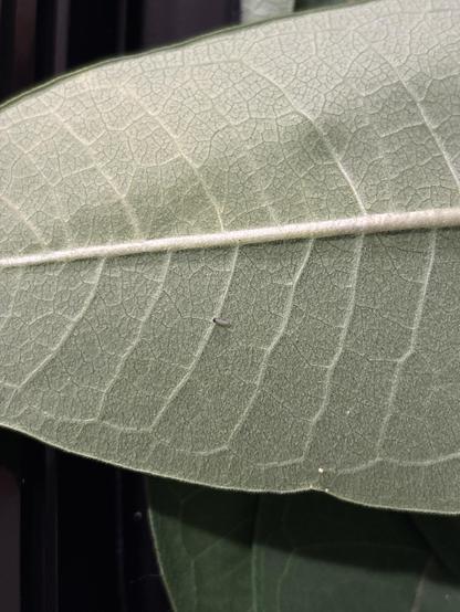 Picture of a large milkweed leaf with a newly hatched monarch caterpillar just visible. Caterpillar is very small. 