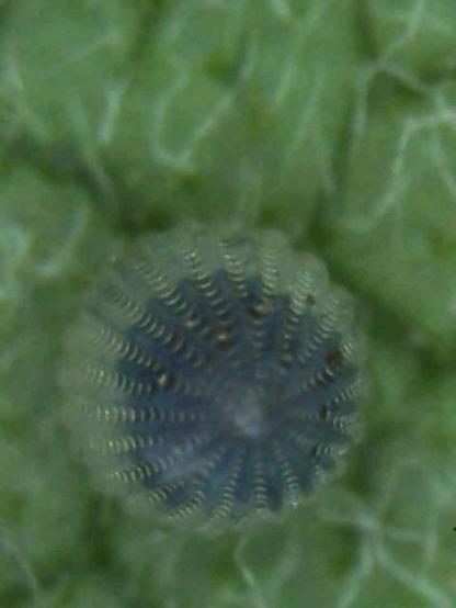 Crazy magnified view of a monarch egg. The black head of the caterpillar is visible through the clear egg shell. 