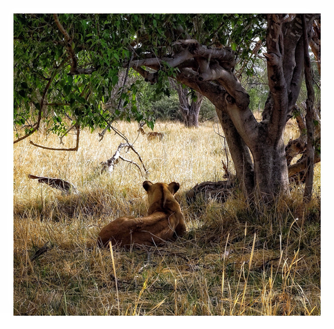 This is an art edited photograph of the back of a lioness resting peacefully under a shaded tree. On the horizon you can see an unsuspecting impala as the lioness watches calmly debating lunch. The colours in this photo are warm and rich reflecting the hot day. As photographed on the Okavango Delta, Botswana 