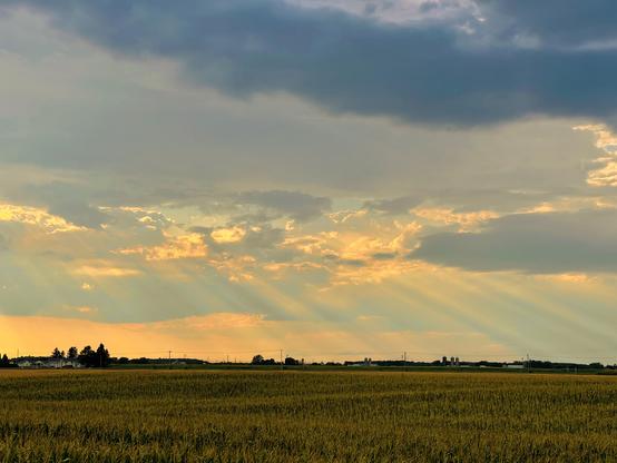 God ray for a field and the end of the day