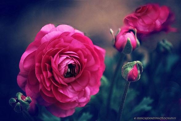 A close-up of vibrant pink roses in various stages of bloom, set against a dark, blurred background. The delicate petals are beautifully layered, creating a lush and intricate display.