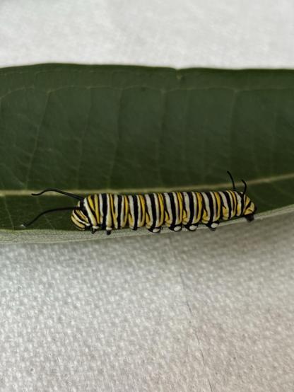 One of the three large monarch caterpillars found in my garden today on a milkweed plant leaf. No idea how we didn’t see them the last few days. Monarch caterpillars are striped yellow, white, and black. 
