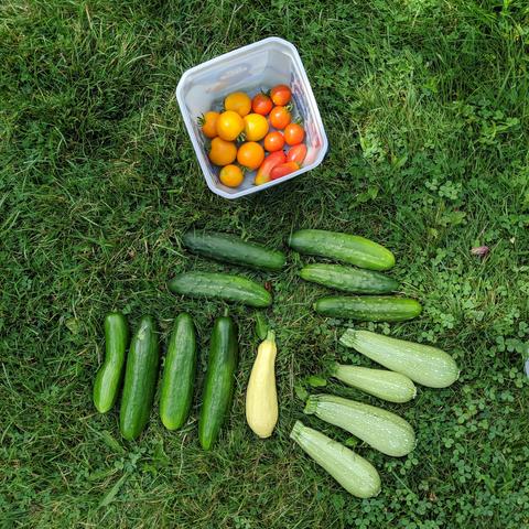 Various cucumbers, squash, zucchini on the lawn and a bucket with the bottom full of small tomatoes.