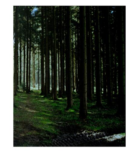 A photograph of a mossy first with lots of conifers 