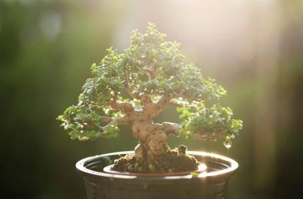 How to Grow Bonsai: Expert Tips for Beginners