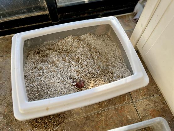 Photo of a cat litter tray with rim with containing a mix of clumping clay, husks and baking powder as well as a partially-covered poo!