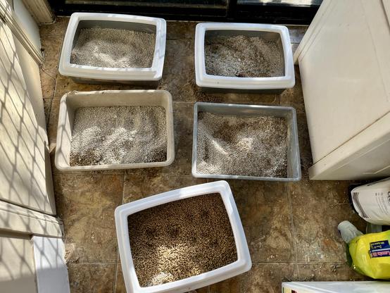 Photo of five cat litter trays, three with rims with containing a mix of clumping clay, husks and baking powder on a tiled floor.