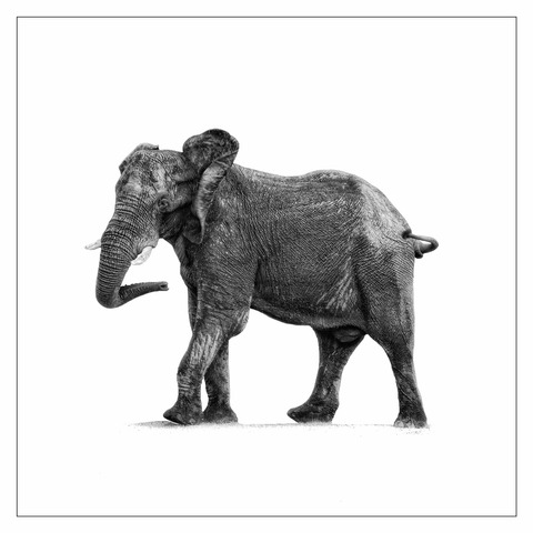 This is a black and white art edit photo of beautiful elephant caught in mid turn. The photo is edited with just elephant against a white background to highlight the simple beauty of the elephant itself. As photographed on the Okavango Delta, Botswana 