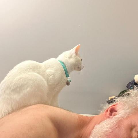 a white cat sits on a shirtless back of a man bent over, the cat looking forward