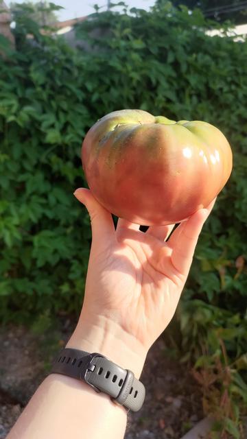 A hand holding up a very large tomato, about the size of a softball. The coloring is reddish-purple with some green at the top (a Cherokee purple tomato). Out of focus in the background is a large amount of foliage covering a fence (purple passionflower vines).