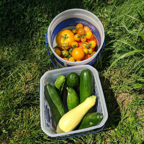 A round pail with various sizes and types of tomatoes that are mostly orange but some red ones too. Below it a square pail with about 6 cucumbers and 1 yellow summer squash.