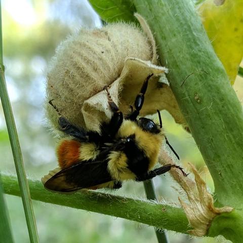 A yellow and black bumblebee that has an orange stripe on it's abdomen clinging upside down to a hollyhock flower seed pod. The bee is very furry. The seed pod is dry and tan colored. The plant stalk is green.
