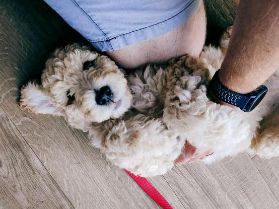 A fluffy, cream coloured goldendoodle puppy lies on its back a wooden floor, looking up at the camera. One fluffy floppy ear is flipped out at an angle. My hand rests on her belly, mid belly rub