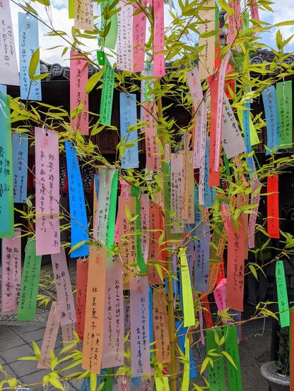 Fronds of bamboo are decorated with colourful strips of paper for Tanabata. Wishes are written on the paper.