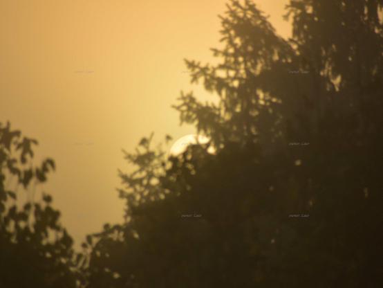 Sunrise, trees, color, photo