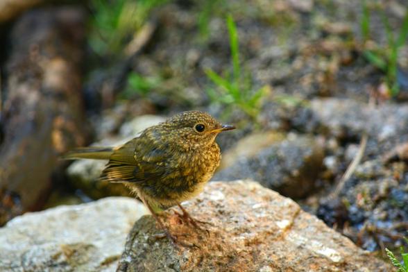 Un joven acentor común con su plumaje castaño de tonos claros y oscuros, mira a la cámara con curiosidad, posado en una piedra de granito. Sus ojos son negros y muy expresivos. La base de su pico es naranja amarillenta, cuándo llegue a la edad adulta todo su pico será negro.