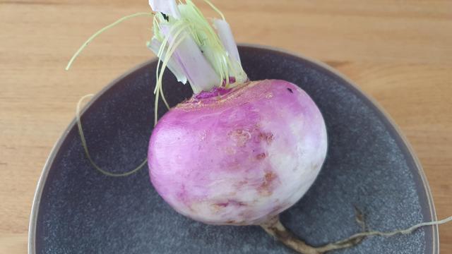 Turnip with purple top fading to white root. In a bowl. 