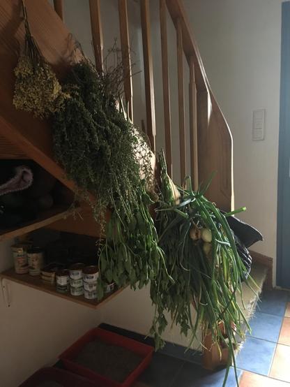 wooden banister of my staircase in the hallway. From left to right: elder flowers, orange thyme, common basil, lemon basil, onions