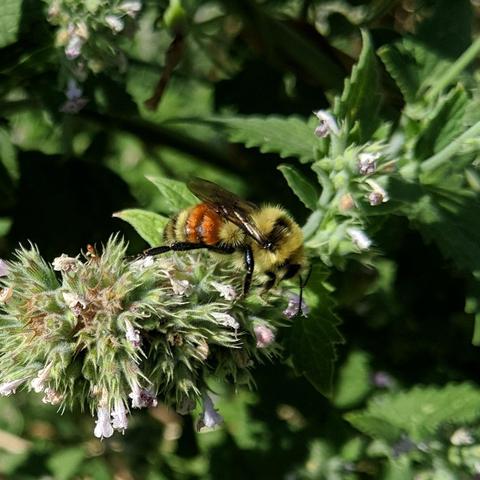 A small yellow, black, with orange stripes bumblebee on catnip, or cat mint flowers.
