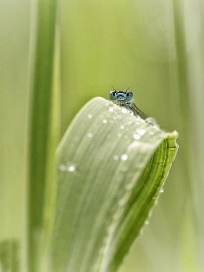 Blauwe juffer op groen blad