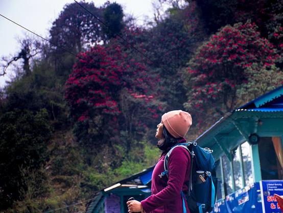A backpacker is looking towards the rhododendron flower while trekking to Gohreapani Poon Hill at Annapurna region
