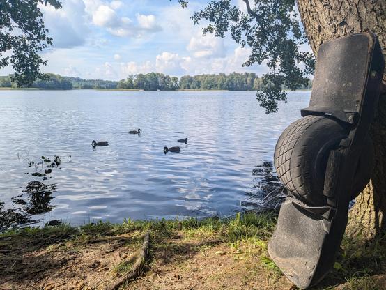 Onewheel atremtas į medį ežero pakrantėje su fone plaukiojančiais ančiukais 