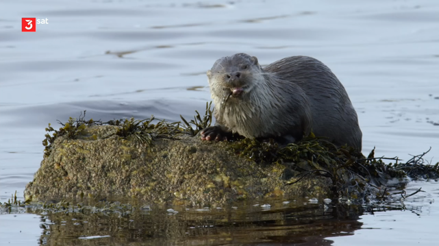 Scotland’s wild seasons
(1/4): Spring
Scotland's sparsely populated landscapes offer an astonishing variety of wild animals. In four documentaries, the filmmakers accompany some of them through all seasons.