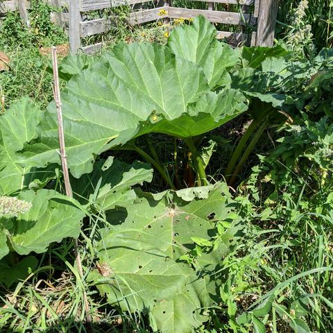 Rhubarb plants from transplanted crowns over the winter growing in the hot August sun. The plants are about 2 feet tall and there are about a dozen stalks visible on the one plant that is most of the photo. Beyond the plants is a compost bin with some freshly cut rudbeckia on top of the pile of dry brown other things. There is lots of white morning glory around and catnip.