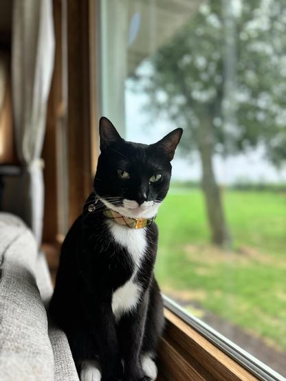 Tuxedo cat sitting by window, with eyes slightly closed looking as if he is irritated