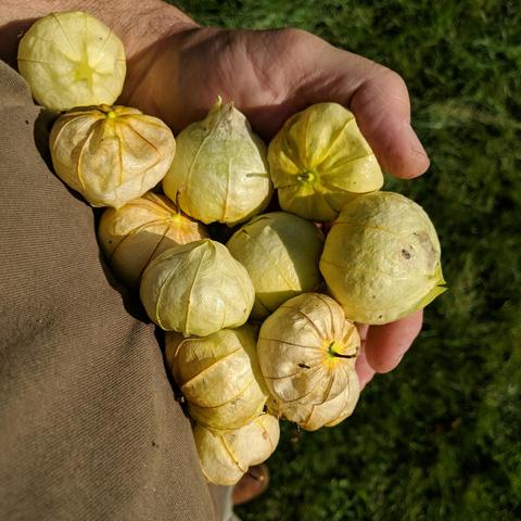 The photographer holding an excessive handful of tomatilloes that were just picked. It has a husk on it that covers the pale yellow or green fruit.