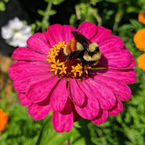 A bumblebee on a deep pink colored zinnia flower. The bee is black and yellow with an orange stripe on T2 and T3 with T1 and T4 being yellow. The wings are translucent black. The flower has several yellow florets which the bee is feeding on.