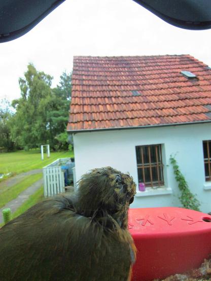 unbekannt im Futterhäuschen