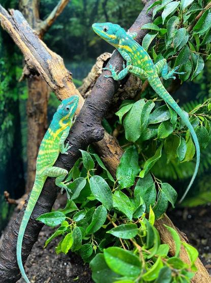 Picture shows two green Lizards with blue heads and yellow stripes.