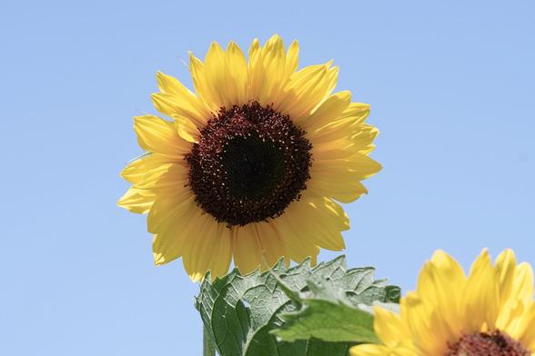 Close-up of a sunflower with bright yellow petals and a dark brown center against a clear blue sky.