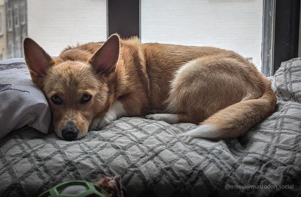 moxxi the corgi is on a grey dog bed in front of a window. she's laying down but not asleep. she's looking at the camera with very little motivation. she's in front of a window and it's not that rainy outside. she's just being very dramatic because she got a little wet outside.