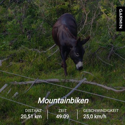 Mountainbiking Statistics: 20km, 49min, 25km/h avg.

A donkey in the background