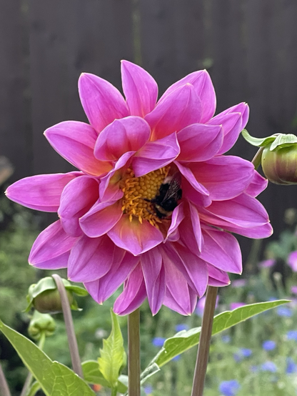 A Barbie pink dahlia flower with a yellow middle, a white tailed bumblebee is asleep upside down.