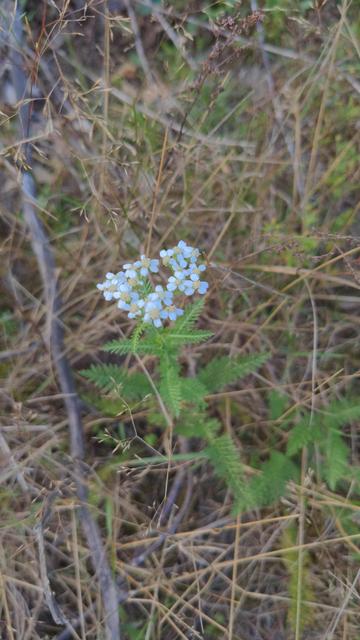 Common Yarrow, Achillea millefolium. Multiply divided leaves, and flat-topped clusters of white 5-petaled flowers with a cream/yellow center.