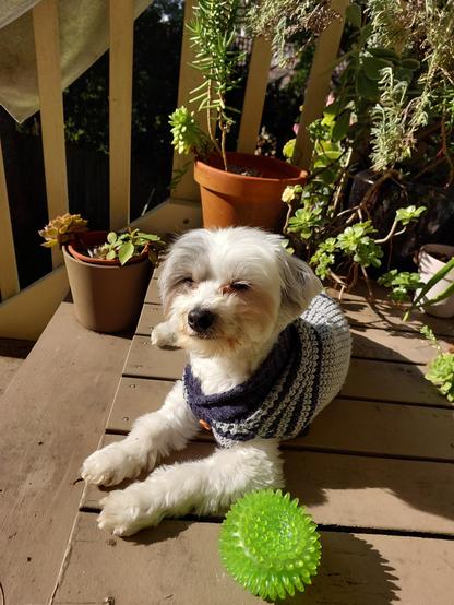 A small white dog wearing a blue and grey cardigan sits on the top step in the sun. He has a spiky green ball with him. 