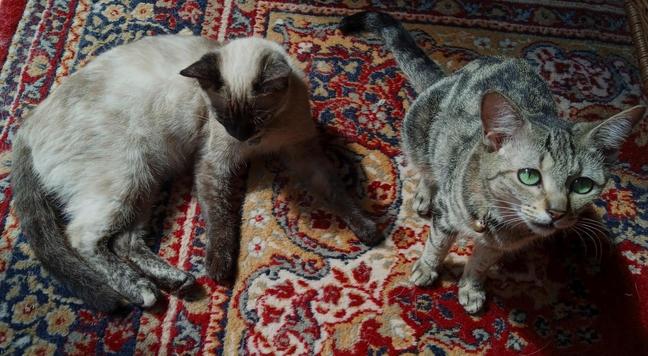 2 small Cats on a red patterned carpet. Left: a small Siamese lying on her side. She has dark brown legs, face and ears, and a creamy white body with browner patches.
Right: a small brown tabby with bright green eyes, looking up with her mouth slightly open.