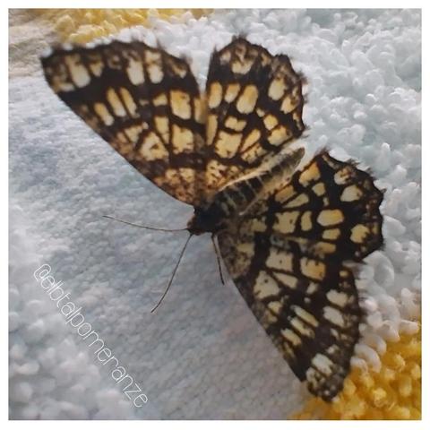 Kleiner Schmetterling in Beige mit dunklen Linien, durch dessen Flügel das Licht scheint. Er sitzt auf einem weiß-gelben Frottee-Handtuch.