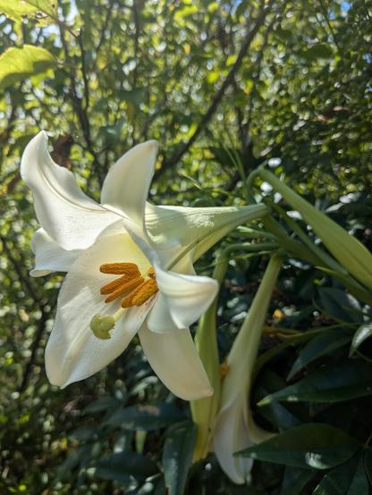 てっぽうゆりの大きな花
easter lily