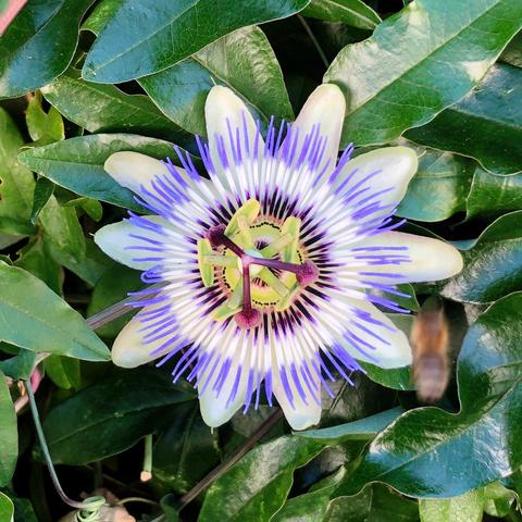 Beautiful symmetrical flower with white petals, purple hair-like formations and a yellow-purple pistil. 